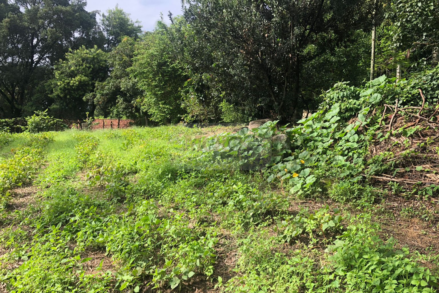 Chácara de 5000m² - Vinhedo