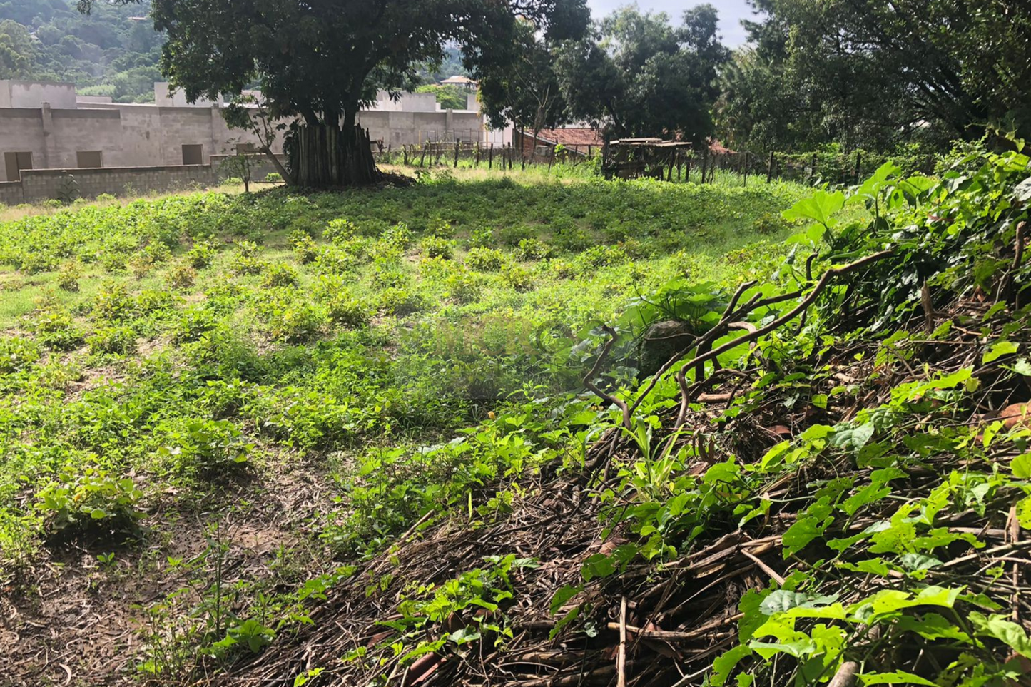 Chácara de 5000m²  - Vinhedo