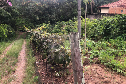 Chácara de 5000m²  - Vinhedo