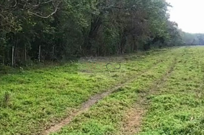 Fazenda em Jacareí para criação de gado!