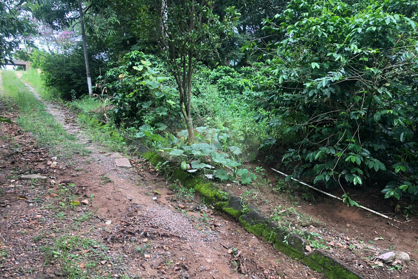 Chácara de 5000m²  - Vinhedo