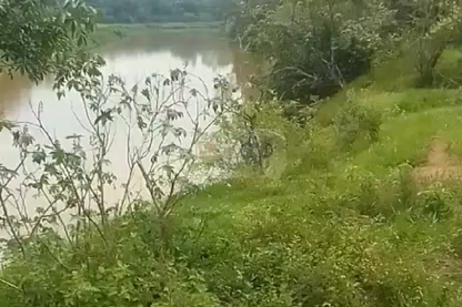 Fazenda em Jacareí para criação de gado!