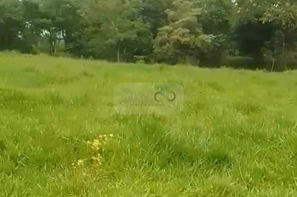 Fazenda em Jacareí para criação de gado!