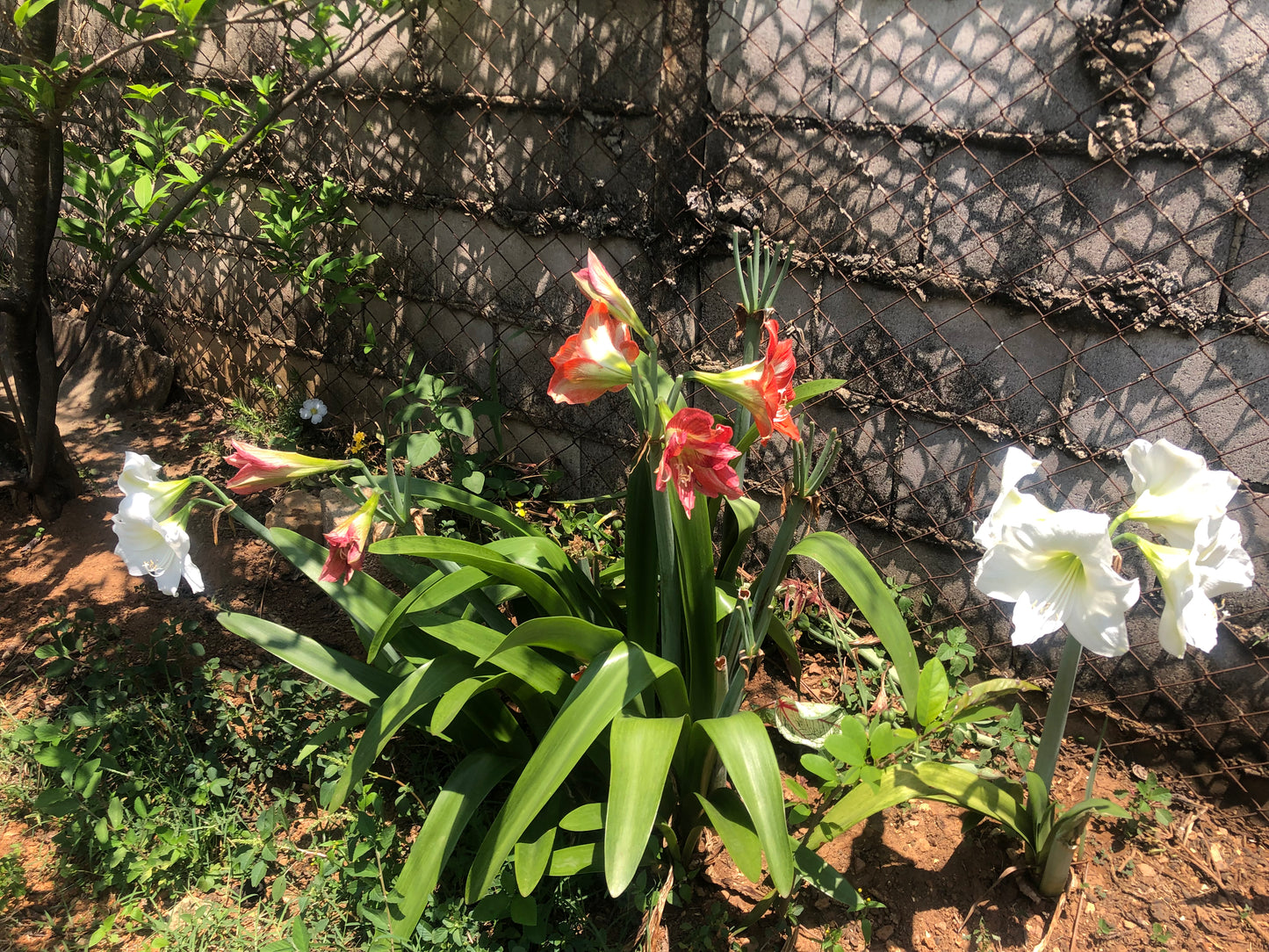 Chácara Vale Verde - Valinhos