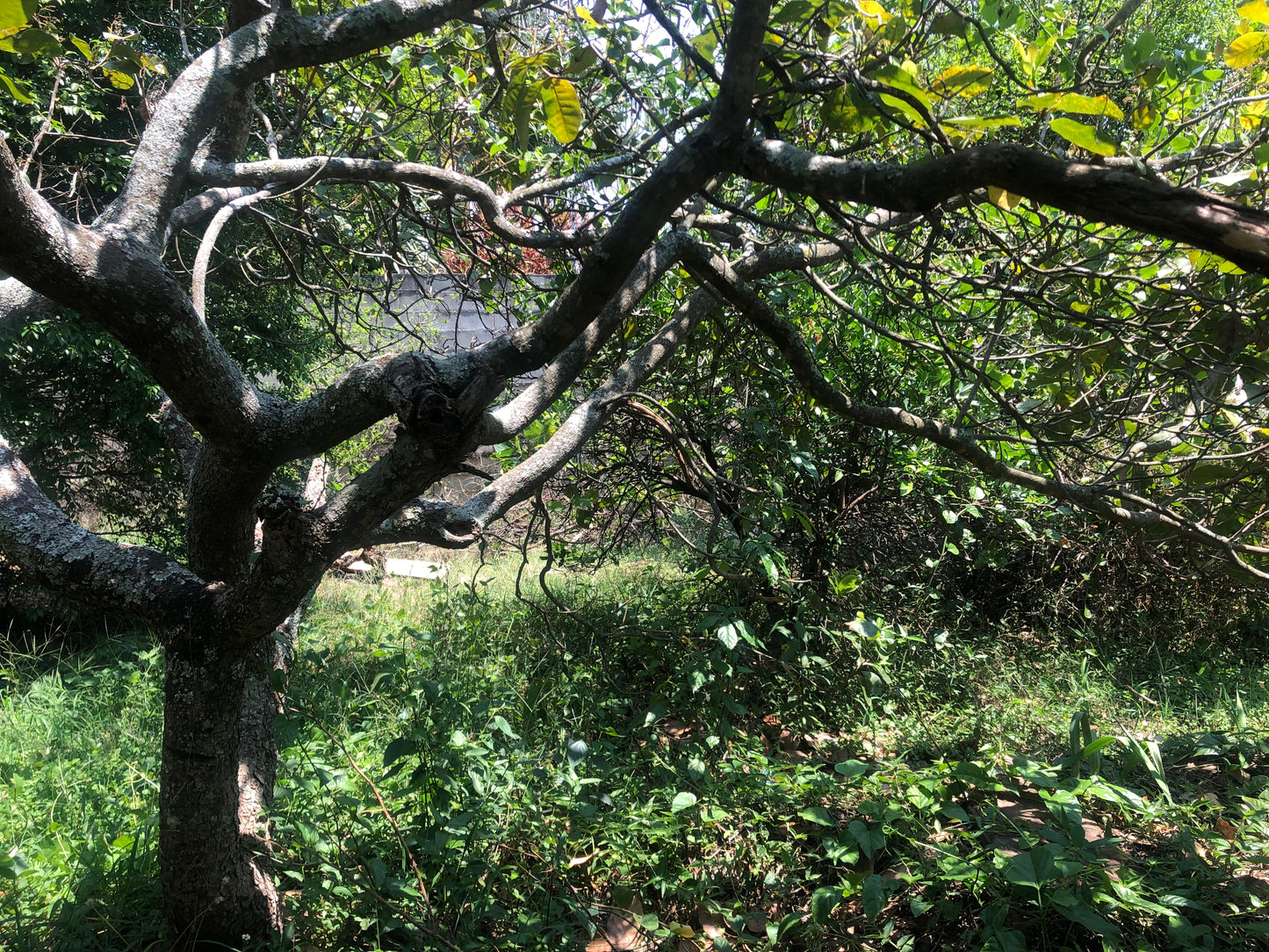Chácara Vale Verde - Valinhos