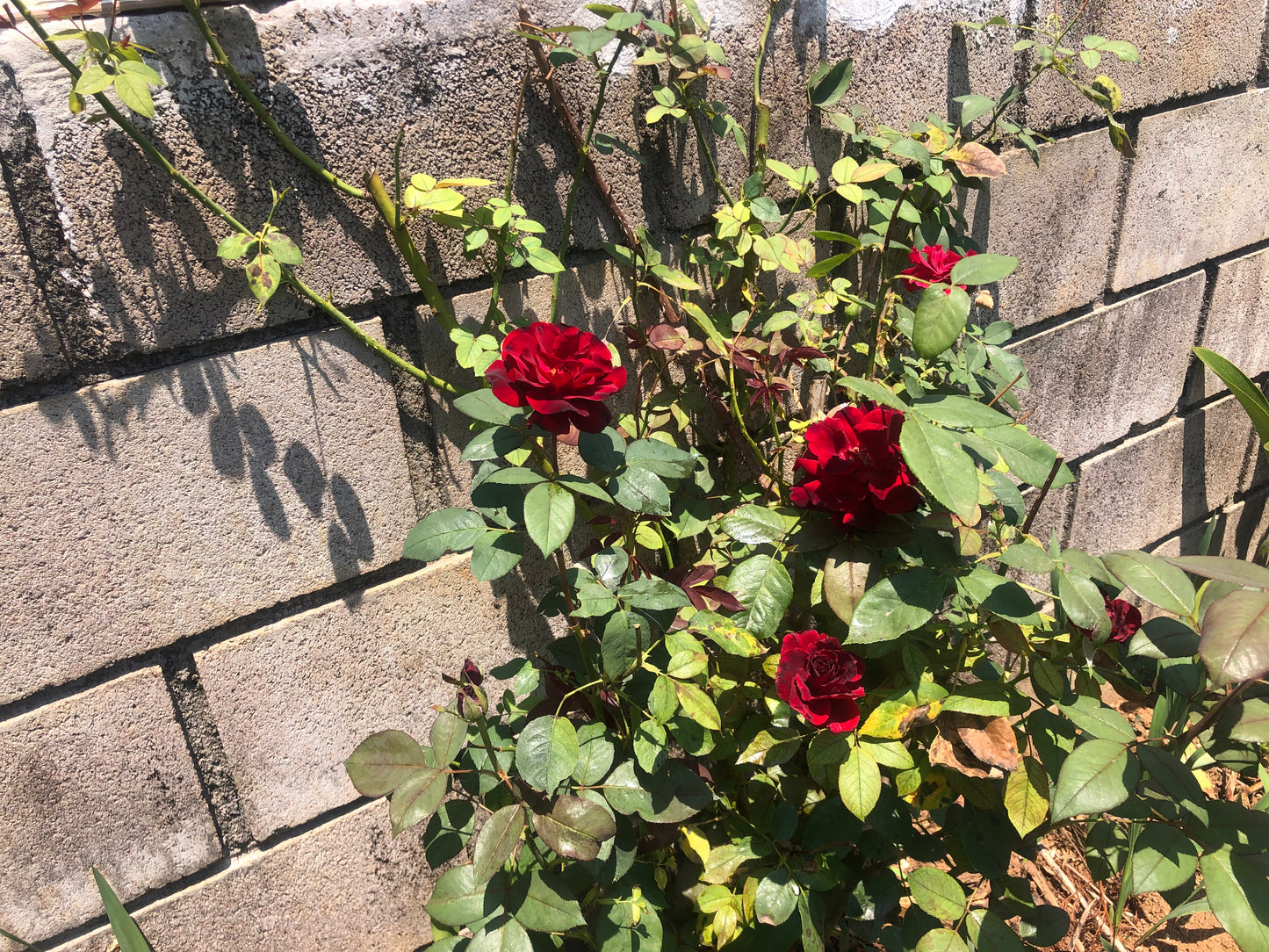 Chácara Vale Verde - Valinhos